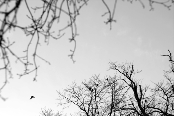 Photo of trees with crows in the background